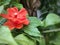 Pereskia bleo or Rose Cactus with green leaves