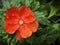 Pereskia grandifolia or Rose Cactus with green leaves