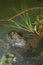Perez`s frog Pelophylax perezi in a pond.