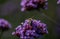 Perez`s sea lavender flowers background.