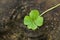 Perfect 4 leaf clover. Four leaf clovers are rare and symbolize good luck or a lucky shamrock for St Patrick`s day