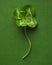 Perfect 4 leaf clover. Four leaf clovers are rare and symbolize good luck or a lucky shamrock for St Patrick`s day