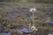 Perfect anemone, Pulsatilla taurica, Ranunculaceae, solitary wild meadow mountain flower in may at the lower plateau Chatyr-Dag