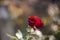 Perfect and beautiful hue red rose in garden. Close-up view, backgroud is blurred