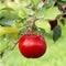 Perfect, beautiful ripe red apple fruit growing on tree in orchard