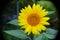 Perfect Big Bright Yellow Sunflower - Helianthus