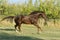 Perfect brown quarter horse