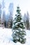 The perfect Christmas tree in a winter forest