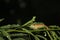 A perfect click of chameleon in rain at night