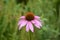 Perfect Coneflower Blossom in Full Bloom