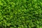 Perfect countless small green leafs background vegetation wall