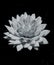 Perfect Dahlia Bloom black and white on black background