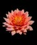 Perfect Dahlia Bloom on spacious black background