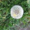 The Perfect Dandelion