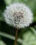 Perfect Dandelion `clock` seed head