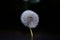 A perfect dandelion with a dark background