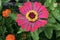 Perfect Dark Pink Zinnia Flower