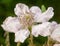 Perfect detailed full petals of a white and pink bramble flower