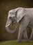 Perfect Elephant on solid background