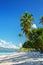 Perfect empty Caribbean sandy beach with clear water and green palm trees