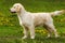 Perfect exhibition stand is a puppy Golden Retriever