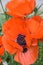 Perfect Flowering Orange Oriental Poppies in a Garden