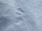 Perfect footprints of four paws of Eurasian Red Squirrel (Sciurus vulgaris) on ground covered with soft snow in winter