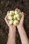 Perfect fresh onion. Two hands holding a onion on soil background