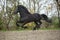 Perfect friesian stallion flying