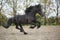 Perfect friesian stallion running on sand in autumn