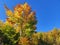 Perfect golden autumn woodland scenery under cloudless dark blue sky