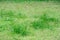 Perfect green blur background by the fresh grass