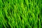 Perfect green fresh grass rice texture