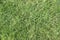 Perfect green grass texture from golf field