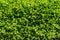 Perfect green leafs background vegetation wall close up