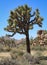 A Perfect Joshua Tree with others in the background and rock formations at Joshua Tree National Park, Mojave Desert, California
