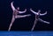 Perfect jump-Classical ballet `Austen collection`
