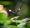 Perfect Landing Of Black And Orange Spec Butterfly