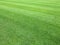 Perfect lawn green grass background