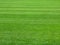 Perfect lawn green grass background