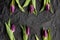 The perfect layout of purple flower buds of tulips on a line against a black background