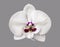 Perfect luxurious tender white orchid isolated