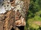 Perfect mimicry of a daily butterfly on the bark of a tree in the Ucka Nature Park, Croatia - SavrÅ¡ena mimikrija dnevnog leptira