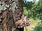 Perfect mimicry of a daily butterfly on the bark of a tree in the Ucka Nature Park, Croatia - SavrÅ¡ena mimikrija dnevnog leptira