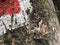 Perfect mimicry of a daily butterfly on the bark of a tree in the Ucka Nature Park, Croatia - SavrÅ¡ena mimikrija dnevnog leptira