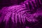 Perfect natural fern leaves background toned violet.