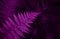 Perfect natural fern leaves background toned violet.