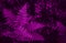 Perfect natural fern leaves background toned violet purple.