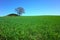 Perfect nature background, Fresh green wheat field and lonely tree