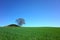 Perfect nature background, Fresh green wheat field and lonely tree